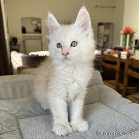 magnifique chaton maine coon disponible 