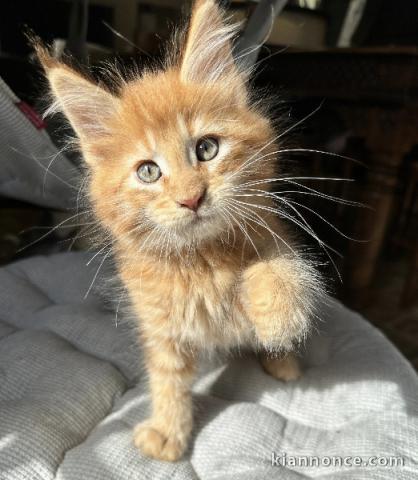 chaton maine coon disponible 