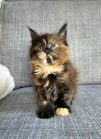 je donne chaton Maine coon femelle 