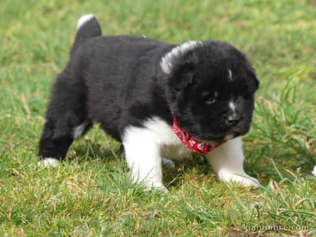 magnifique chiot Akita inu disponible 