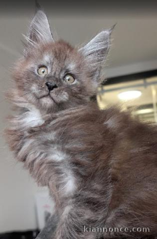 chaton maine coon disponible 