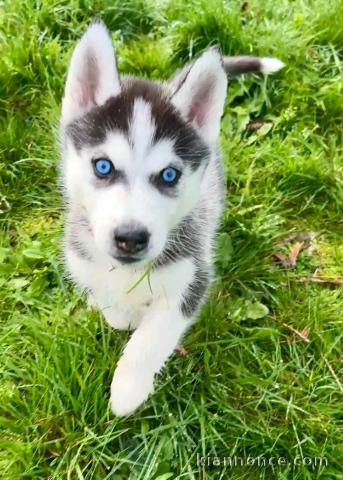 je donne chiot husky sibérien adorable 