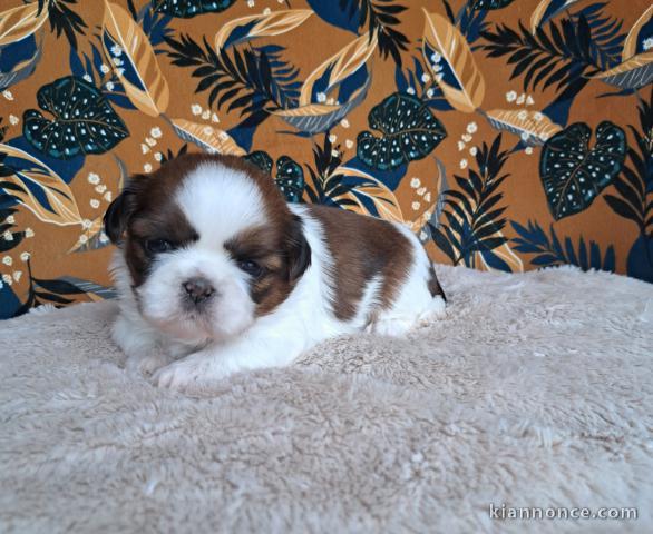 je donne chiot Shih Tzu lof 