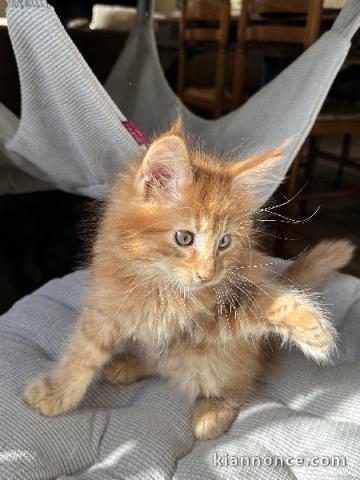 je donne mon chaton maine coon 