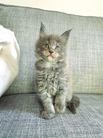 magnifique chaton maine coon disponible 