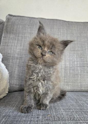 je donne mon chaton maine coon disponible 