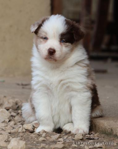 chiot berger australien disponible 
