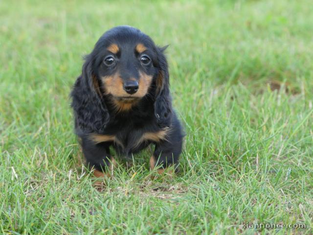 chiot type teckel a donner 