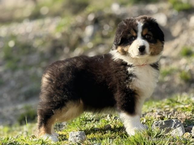 je donne chiot berger australien disponible 