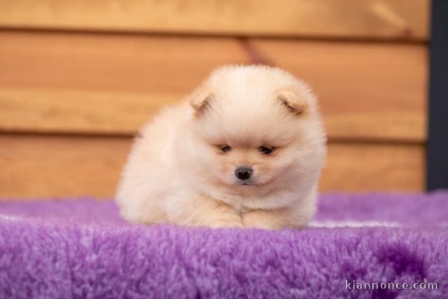 chiot spitz allemand disponible 