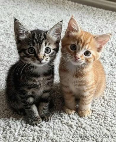 je donne chaton Maine coon 