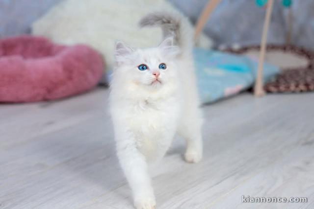 je donne mon chaton ragdoll femelle 
