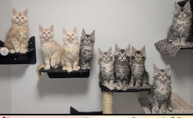 adorable chaton Maine coon disponible à donner 