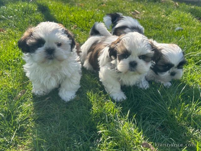je donne chiot Shih Tzu lof 