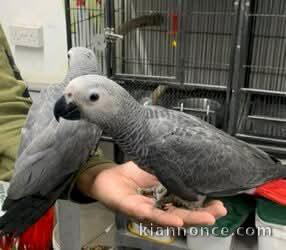 je donne perroquet gris du Gabon disponible 