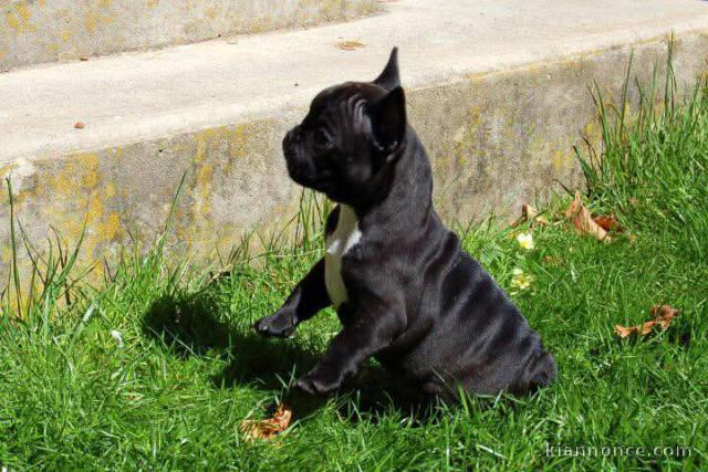 je donne chiot bouledogue français 