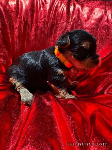 chiot Yorkshire terrier femelle a donner 