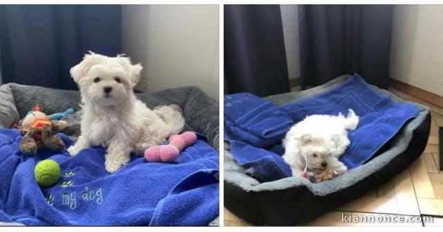 je donne chiot bichon maltais disponible 