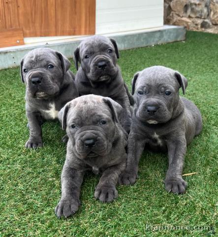 chiot Cane Corso disponible pour adoption 