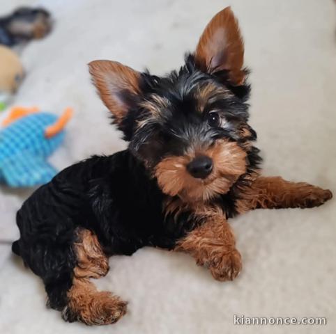 je donne chiot Yorkshire terrier 