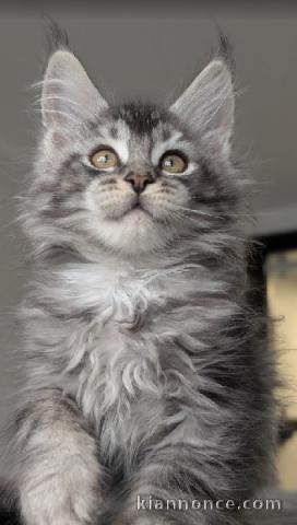 bébé chaton maine coon disponible 