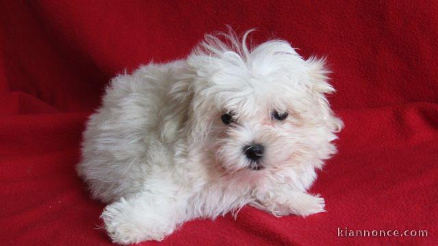 je donne chiot bichon maltais disponible 