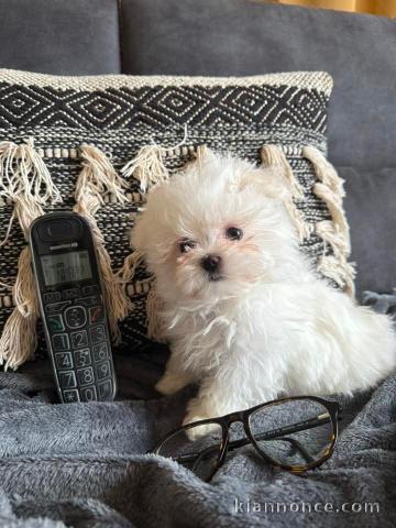 Je donne chiot bichon maltais 