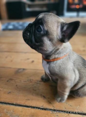 magnifique chiot bouledogue français 