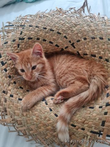 je donne mon chaton maine coon Roux 