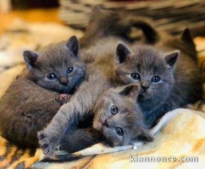 chaton châtreux disponible 