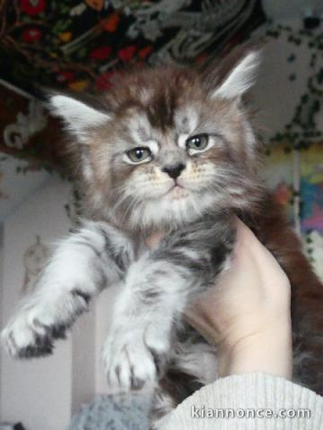 chaton maine coon disponible 