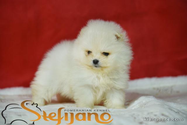 Pomeranian BOO – Magnifiques chiots