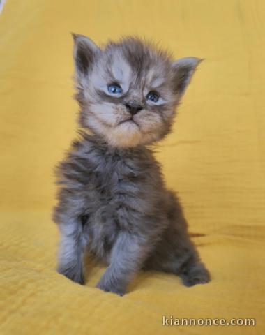 chaton maine coon disponible pour adoption 