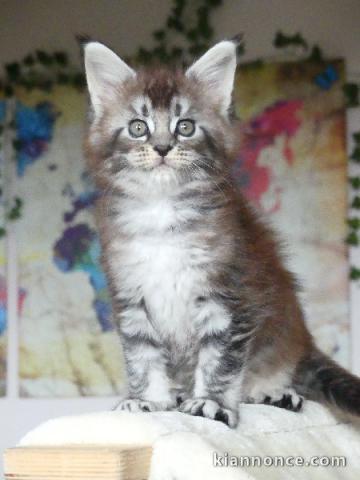 magnifique chaton maine coon disponible 
