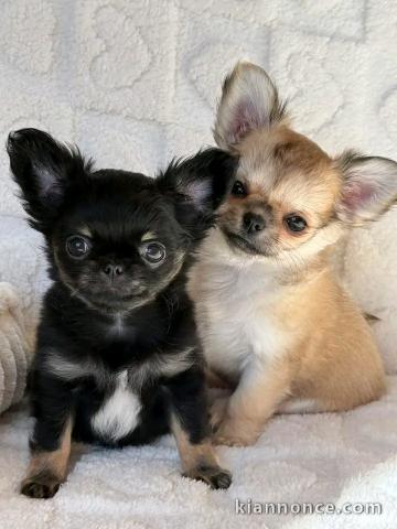 chiot chihuahua disponible 