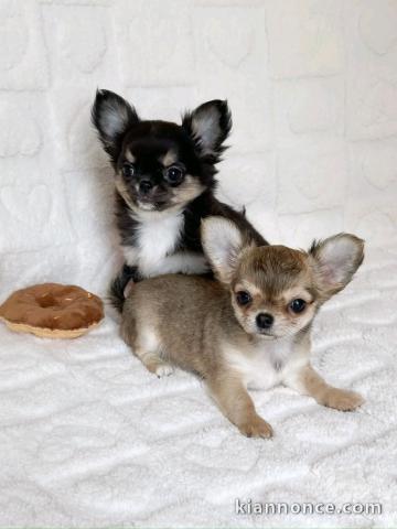 chiot chihuahua disponible 