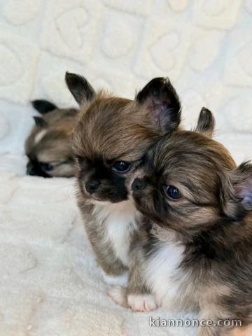 magnifique chiot chihuahua 