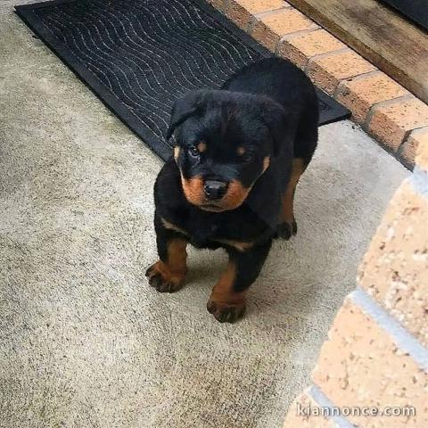 chiot rottweiler à donner 