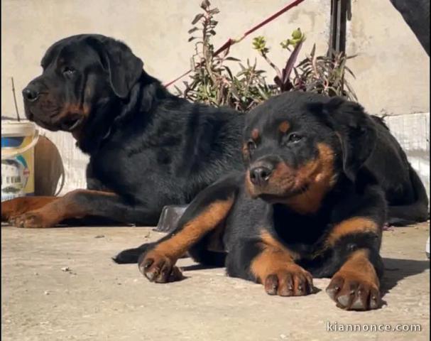 chiot rottweiler disponible pour adoption 