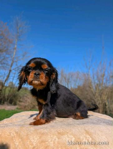 chiot cavalier king charle disponible 
