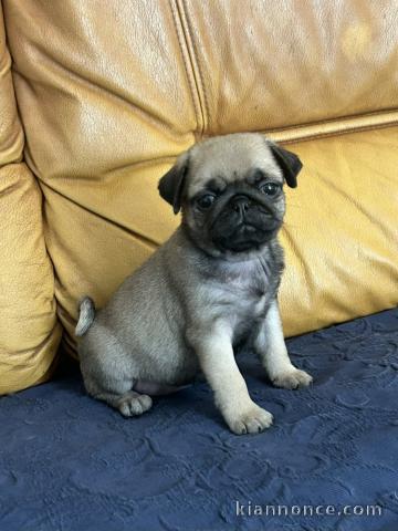 chiot carlin disponible pour adoption 