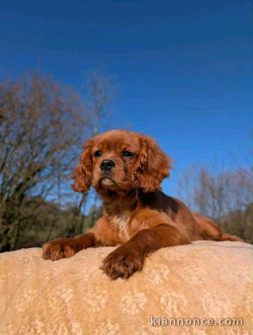 chiot type cavalier seul à adopter mâle 