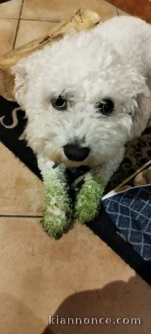chiot bichon maltais disponible pour adoption 