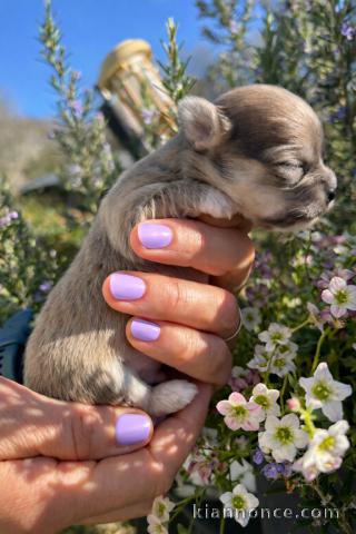 chiot type chihuahua mâle adorable 