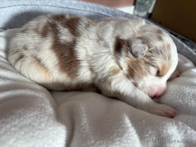 magnifique chiot berger australien disponible 