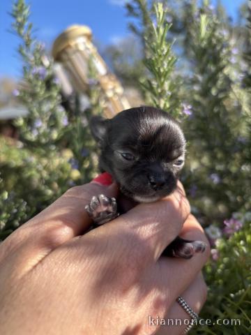 magnifique chiot chihuahua à placer 