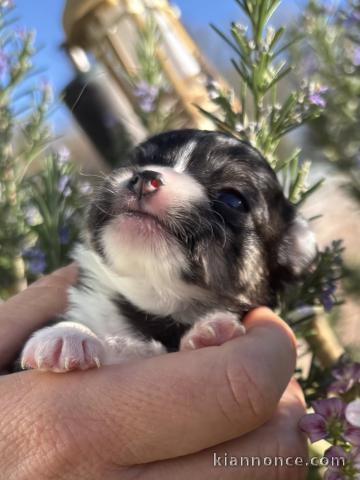 chiot chihuahua femelle a donner 