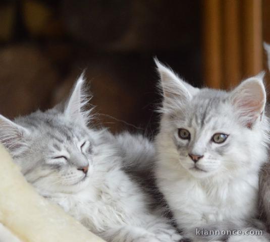 deux chatons maine coon disponible pour adoption 