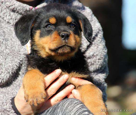magnifique chiot rottweiler mâle 