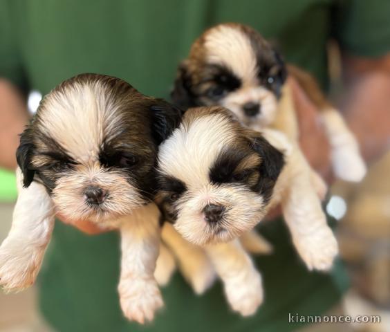 chiot Shih Tzu a donner 
